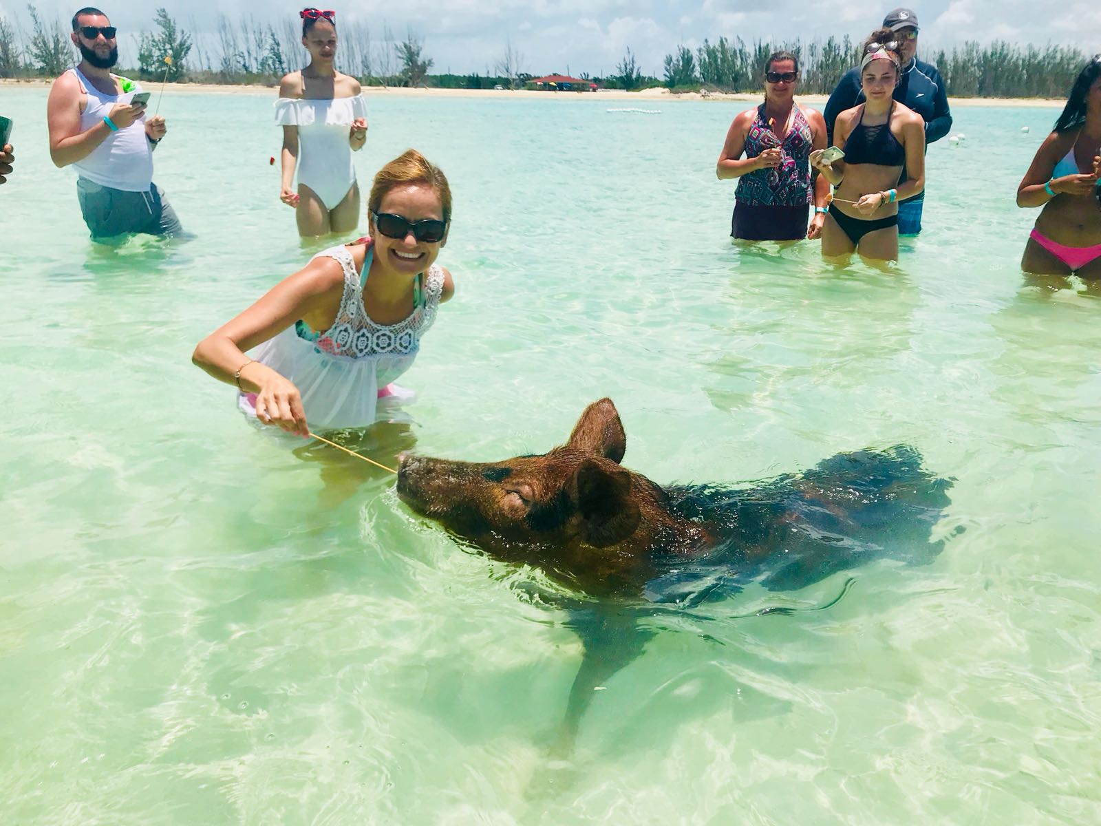 swim-with-the-pigs-in-the-bahamas